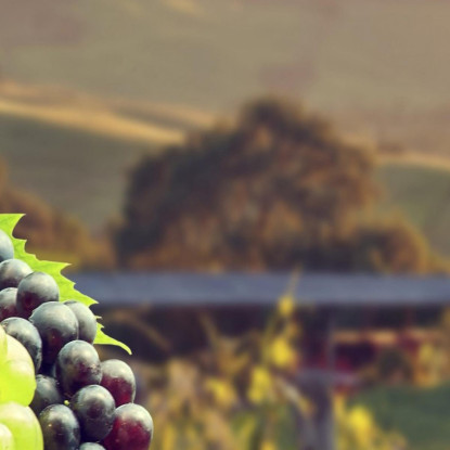 Quadro Moderno Paesaggio Di Vigneto Con Bottiglia E Bicchieri Di Vino foo84 quadro stampato su tela
