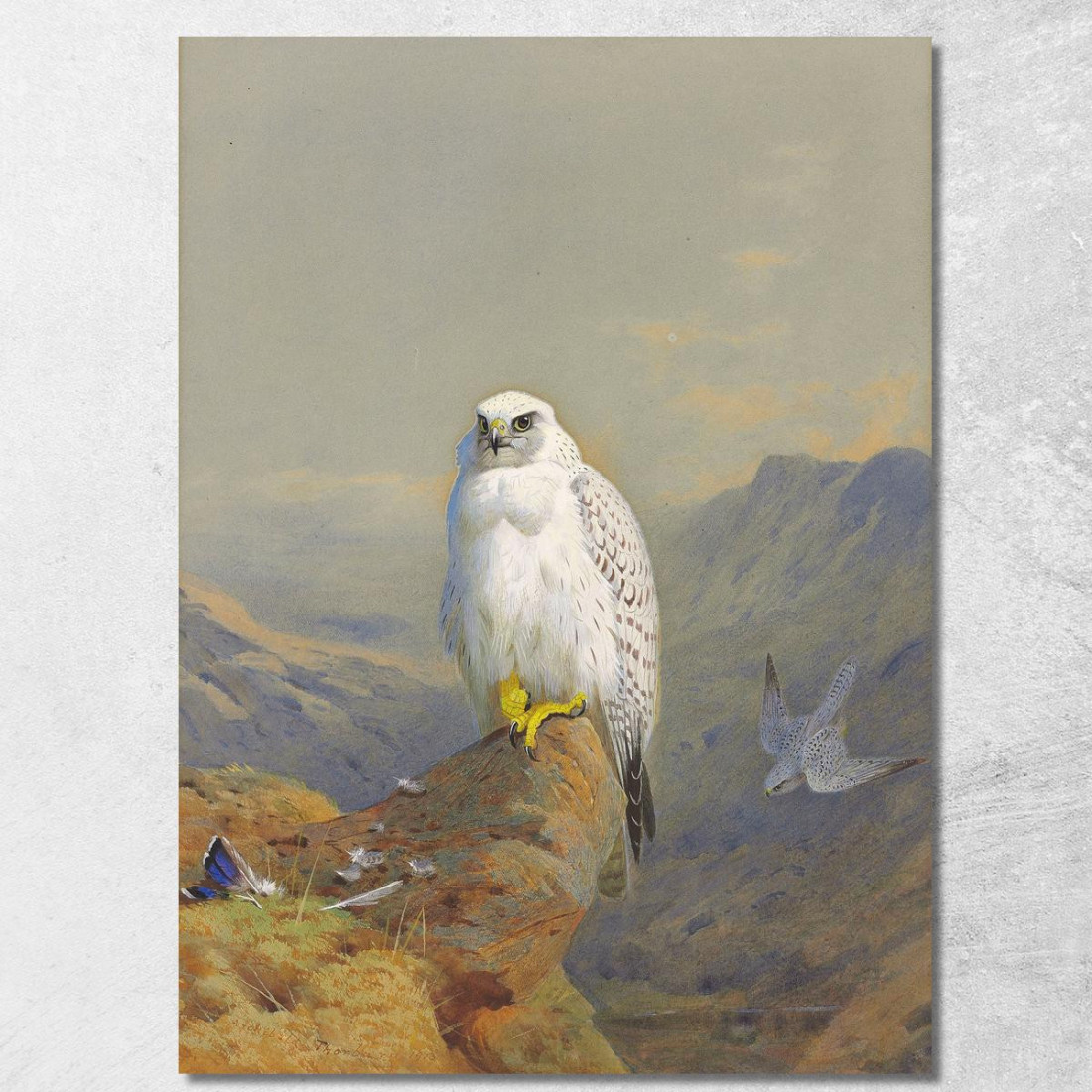 Un Falco Della Groenlandia Su Uno Sperone Roccioso Archibald Thorburn ath4 quadro stampato su tela Un Falco Della Groenlandia Su Uno Sperone Roccioso Archibald Thorburn ath4 quadro stampato su tela
