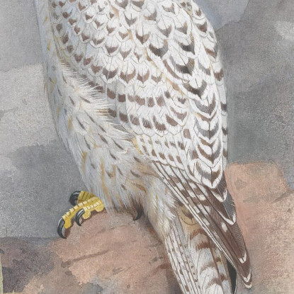 Un Falco Della Groenlandia Archibald Thorburn ath5 quadro stampato su tela