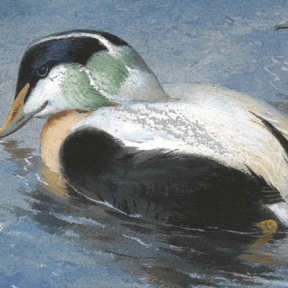 Una Coppia Di Edredoni Archibald Thorburn ath8 quadro stampato su tela