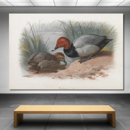 Una Coppia Di Moriglioni Archibald Thorburn ath10 quadro stampato su tela