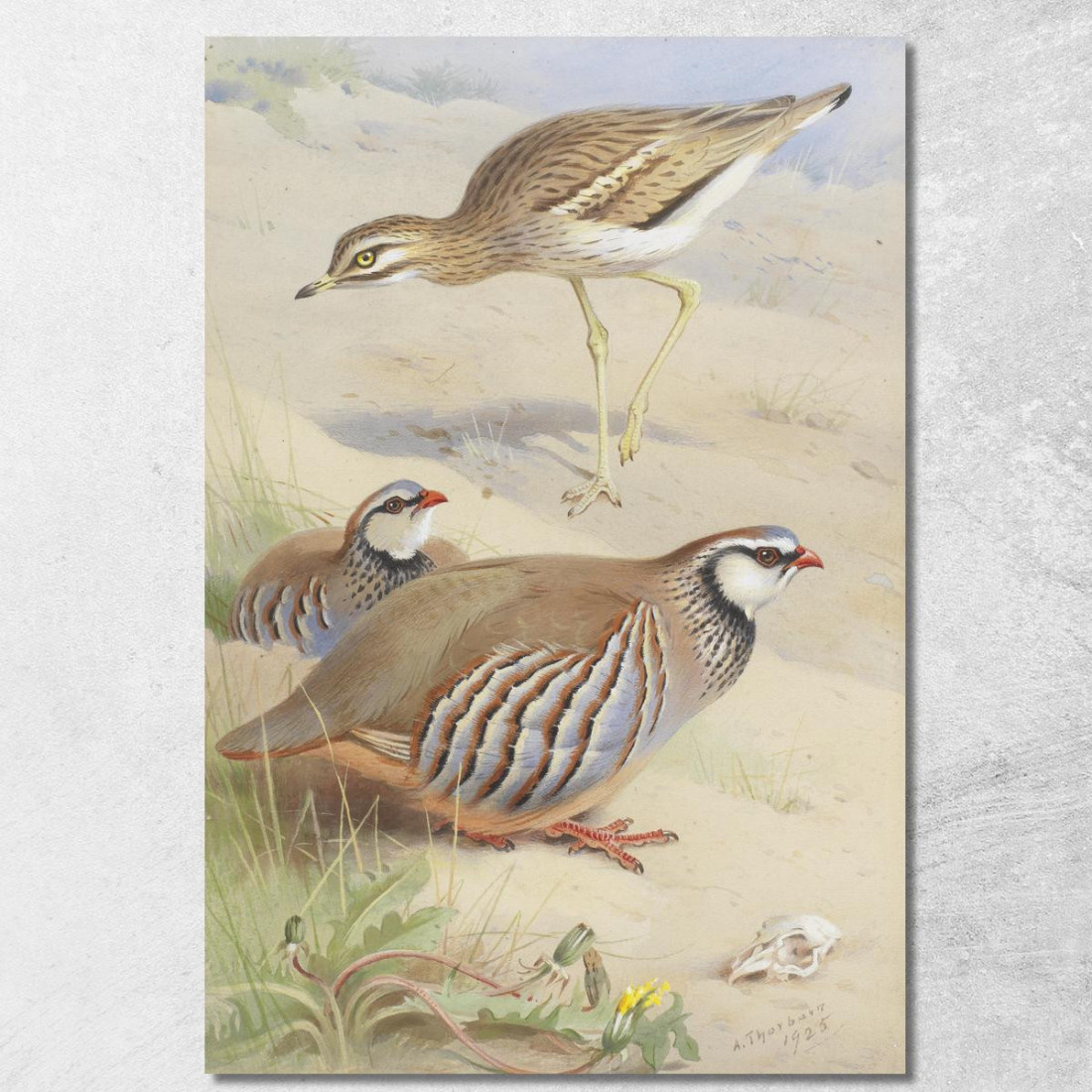 Un Occhione E Una Coppia Di Pernici Francesi Archibald Thorburn ath14 quadro stampato su tela Un Occhione E Una Coppia Di Pernici Francesi Archibald Thorburn ath14 quadro stampato su tela