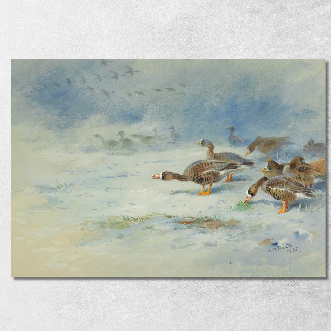 Oche Facciabianca Archibald Thorburn ath17 quadro stampato su tela Oche Facciabianca Archibald Thorburn ath17 quadro stampato su tela
