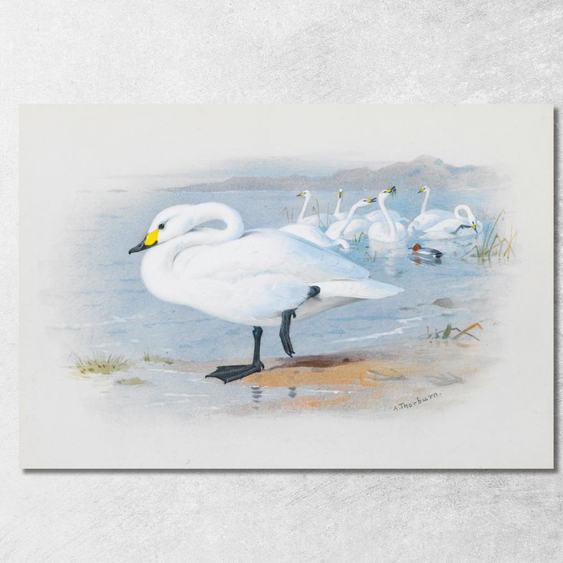 Cigno Di Bewick Archibald Thorburn ath20 quadro stampato su tela Cigno Di Bewick Archibald Thorburn ath20 quadro stampato su tela