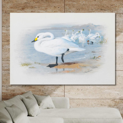 Cigno Di Bewick Archibald Thorburn ath20 quadro stampato su tela
