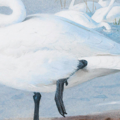 Cigno Di Bewick Archibald Thorburn ath20 quadro stampato su tela