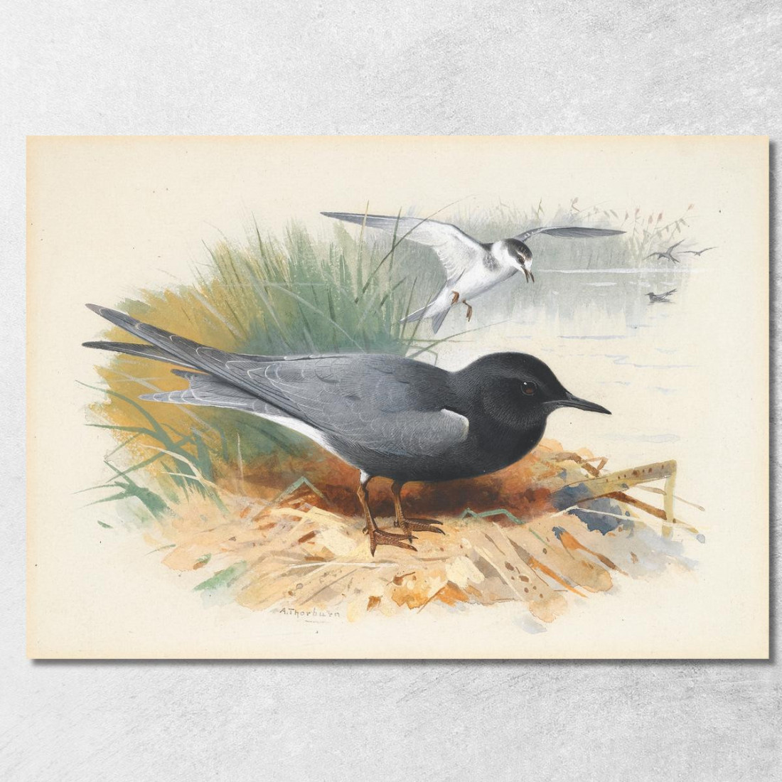 Sterna Nera E Grande Shearwater Archibald Thorburn ath21 quadro stampato su tela Sterna Nera E Grande Shearwater Archibald Thorburn ath21 quadro stampato su tela