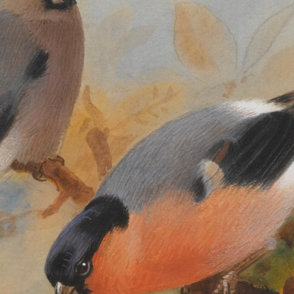 Ciuffolotti Archibald Thorburn ath32 quadro stampato su tela