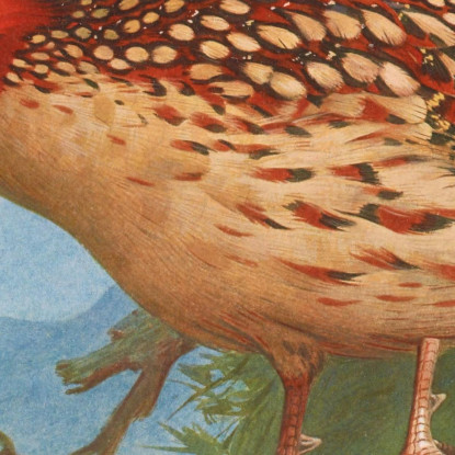 Tragopano Di Cabot Archibald Thorburn ath33 quadro stampato su tela
