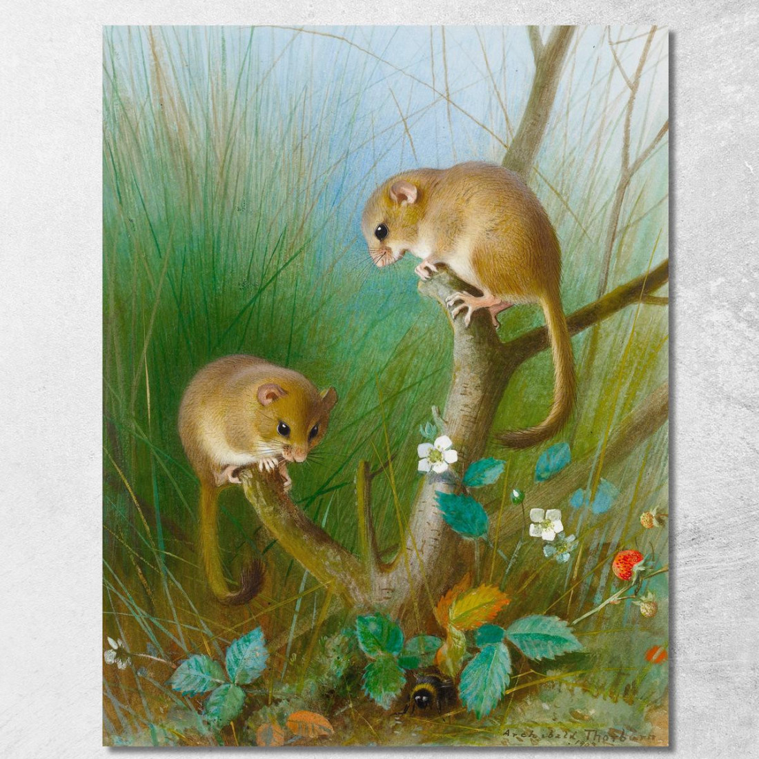 Moscardini Archibald Thorburn ath41 quadro stampato su tela Moscardini Archibald Thorburn ath41 quadro stampato su tela
