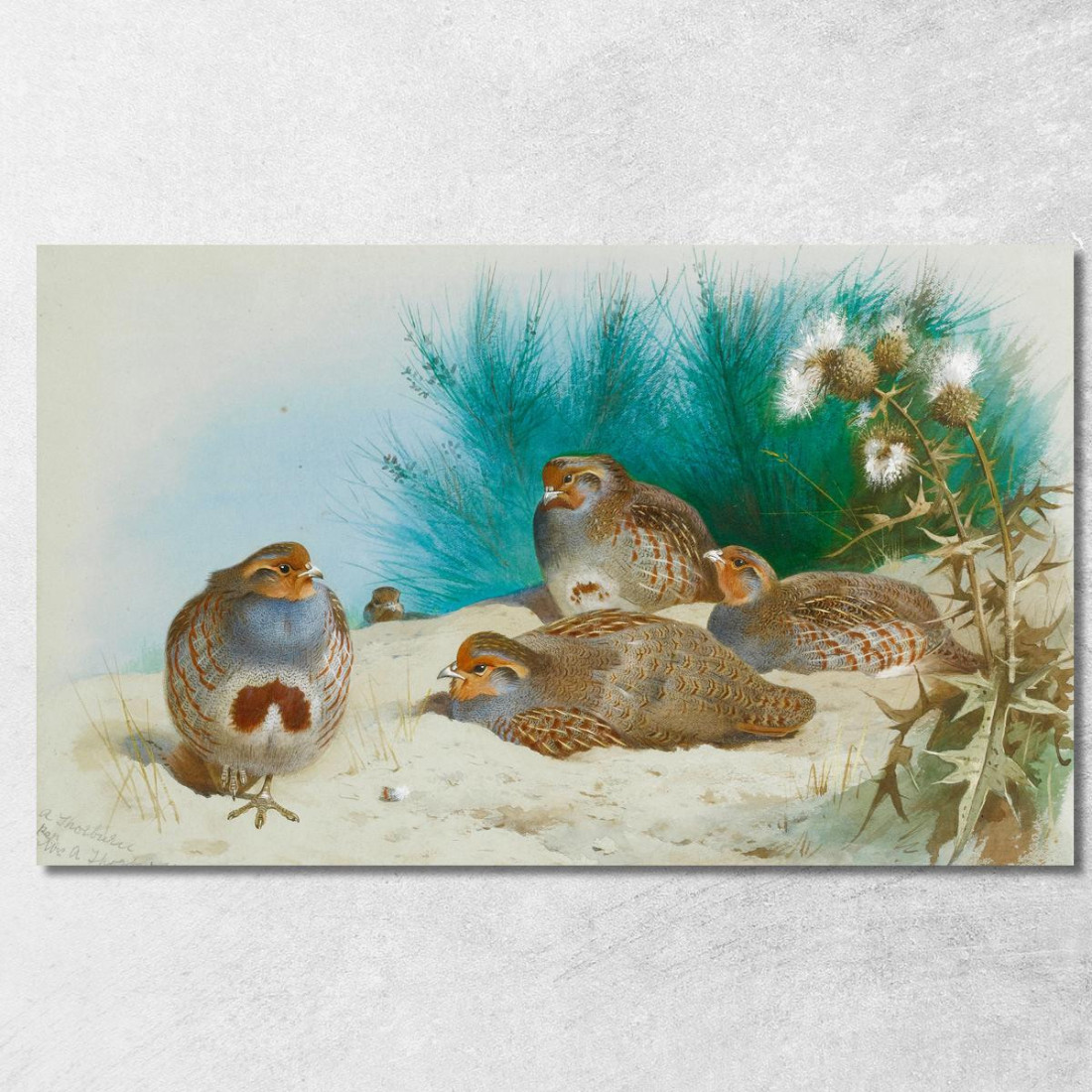 Pernice Inglese Con Ginestra E Cardi Archibald Thorburn ath45 quadro stampato su tela Pernice Inglese Con Ginestra E Cardi Archibald Thorburn ath45 quadro stampato su tela