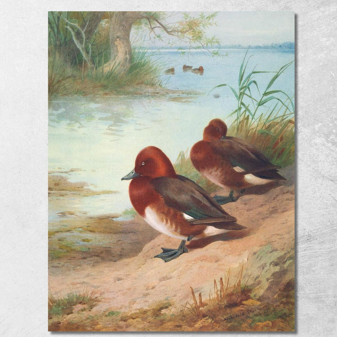 Moriglione Ferruginoso Archibald Thorburn ath46 quadro stampato su tela Moriglione Ferruginoso Archibald Thorburn ath46 quadro stampato su tela