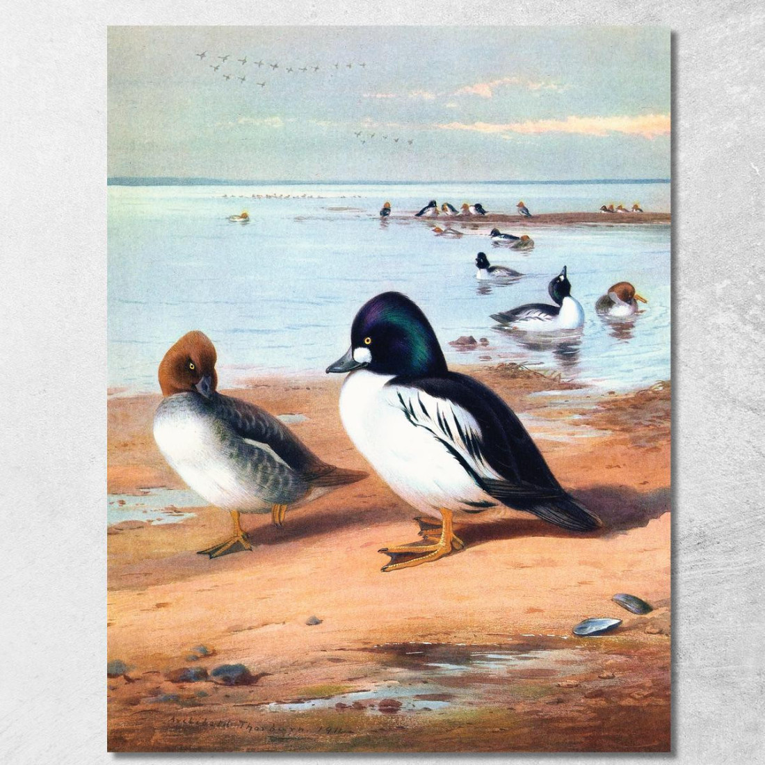 Quattrocchi Archibald Thorburn ath49 quadro stampato su tela Quattrocchi Archibald Thorburn ath49 quadro stampato su tela