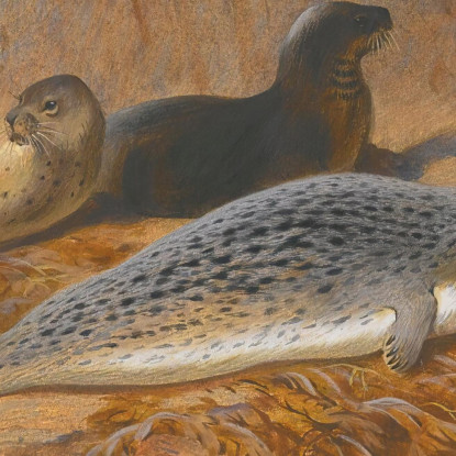 Foche Grigie E Comuni A Riposo Archibald Thorburn ath51 quadro stampato su tela
