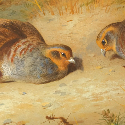 Pernice Grigia Archibald Thorburn ath52 quadro stampato su tela