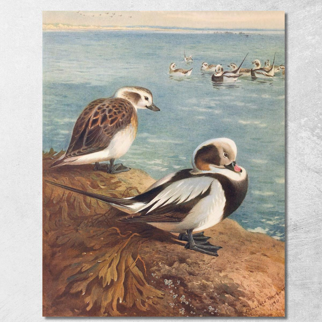 Moretta Codona In Inverno Archibald Thorburn ath63 quadro stampato su tela Moretta Codona In Inverno Archibald Thorburn ath63 quadro stampato su tela