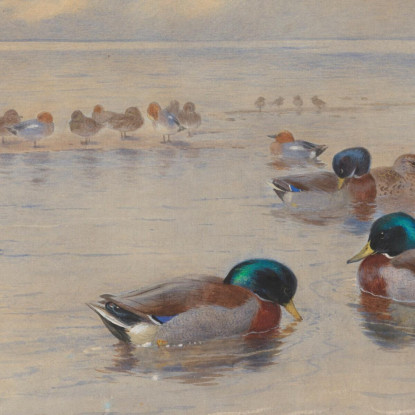 Germani Reali Su Un Lago Archibald Thorburn ath67 quadro stampato su tela