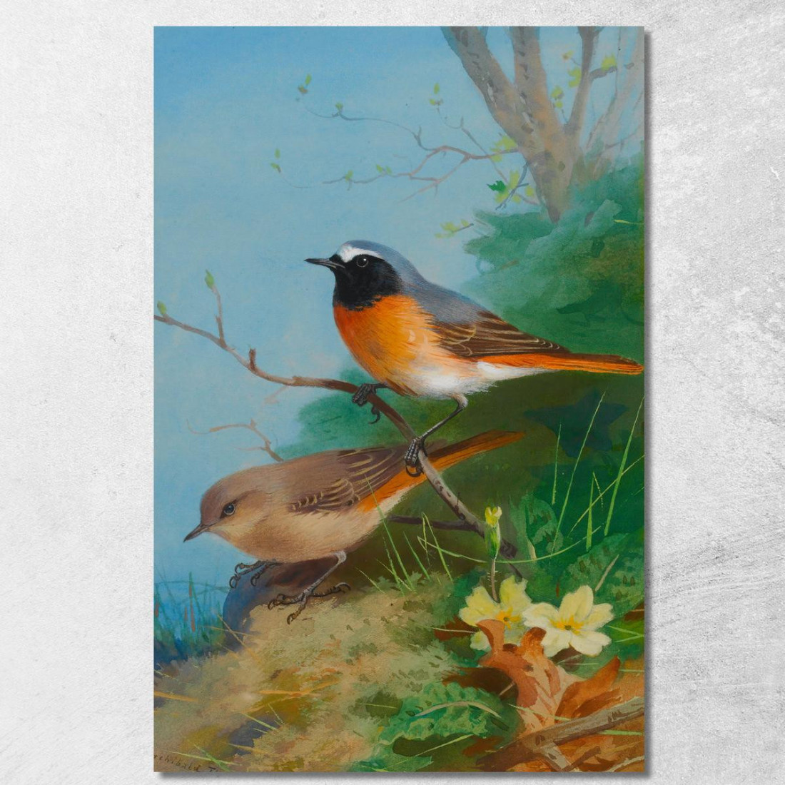 Coppia Di Codirossi Archibald Thorburn ath73 quadro stampato su tela Coppia Di Codirossi Archibald Thorburn ath73 quadro stampato su tela