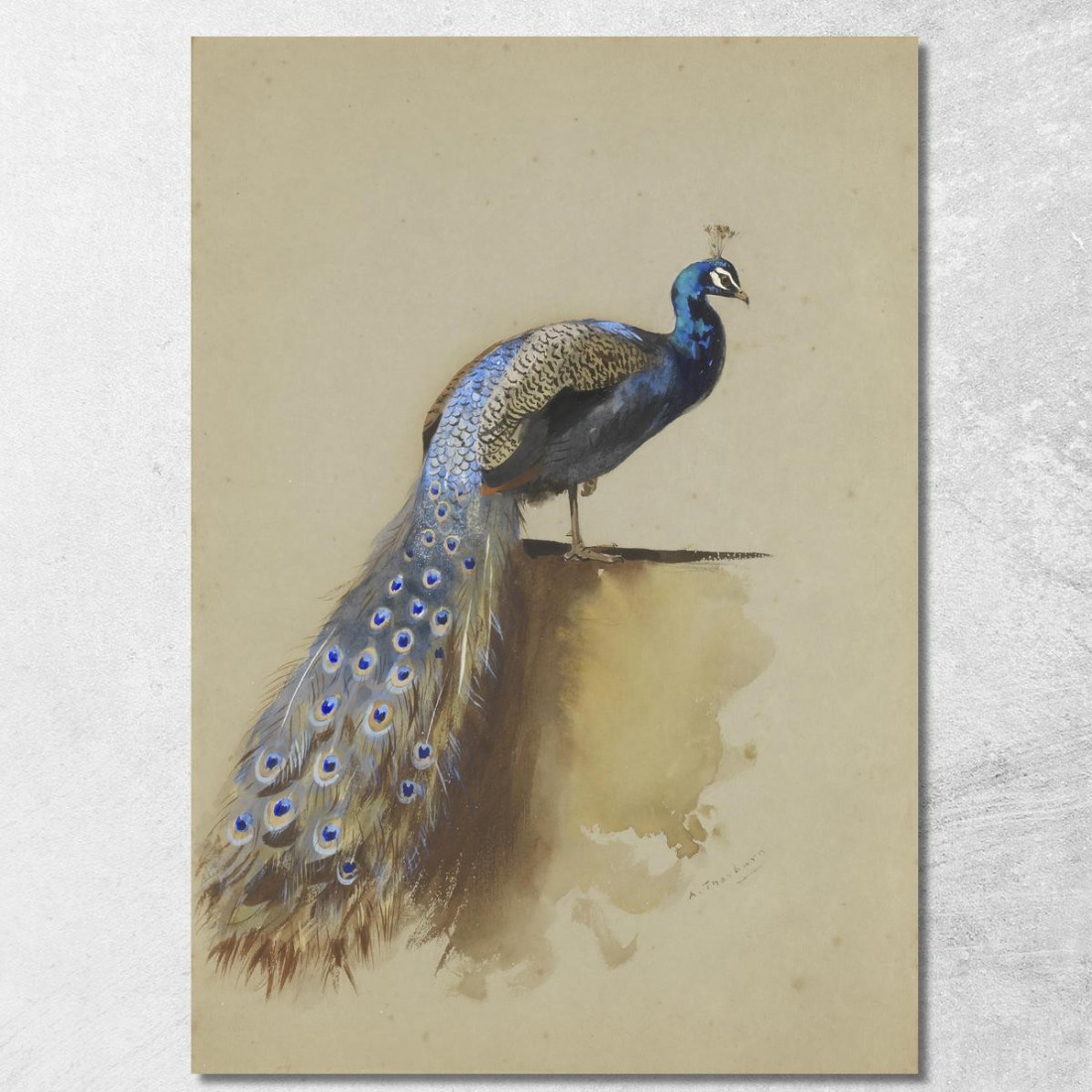 Pavone Archibald Thorburn ath77 quadro stampato su tela Pavone Archibald Thorburn ath77 quadro stampato su tela