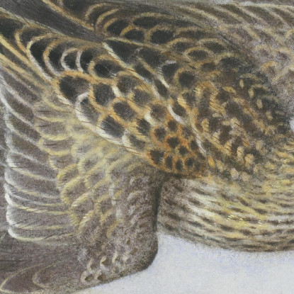Piro-Piro Pettorale Archibald Thorburn ath78 quadro stampato su tela