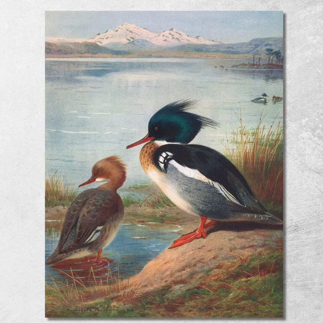 Smergo Dal Petto Rosso Archibald Thorburn ath87 quadro stampato su tela Smergo Dal Petto Rosso Archibald Thorburn ath87 quadro stampato su tela