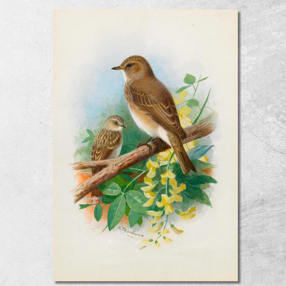 Balia Dal Collare Archibald Thorburn ath93 quadro stampato su tela Balia Dal Collare Archibald Thorburn ath93 quadro stampato su tela