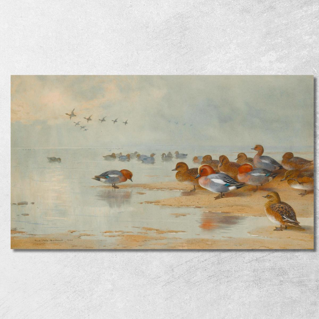 Fischione E Alzavola Sulla Riva Dell'Acqua Archibald Thorburn ath110 quadro stampato su tela Fischione E Alzavola Sulla Riva Dell'Acqua Archibald Thorburn ath110 quadro stampato su tela