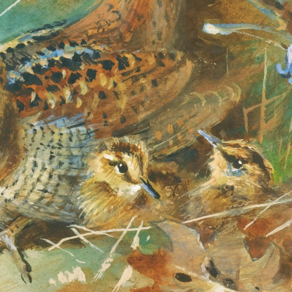 Beccaccia Con I Piccoli Archibald Thorburn ath116 quadro stampato su tela