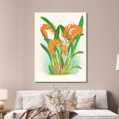 Illustrazioni Botaniche Ada Aurantiaca Jean Jules Linden jjl1 quadro stampato su tela