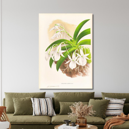 Illustrazioni Botaniche Aeranthus Leonis Jean Jules Linden jjl2 quadro stampato su tela