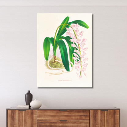 Illustrazioni Botaniche Aerides Augustianum Jean Jules Linden jjl3 quadro stampato su tela