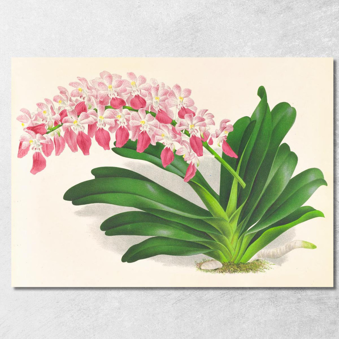 Illustrazioni Botaniche Aerides Maculosum Jean Jules Linden jjl4 quadro stampato su tela Illustrazioni Botaniche Aerides Maculosum Jean Jules Linden jjl4 quadro stampato su tela