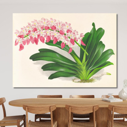 Illustrazioni Botaniche Aerides Maculosum Jean Jules Linden jjl4 quadro stampato su tela