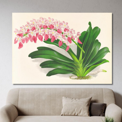 Illustrazioni Botaniche Aerides Maculosum Jean Jules Linden jjl4 quadro stampato su tela