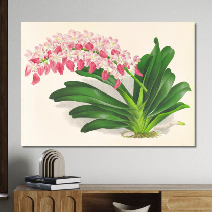 Illustrazioni Botaniche Aerides Maculosum Jean Jules Linden jjl4 quadro stampato su tela
