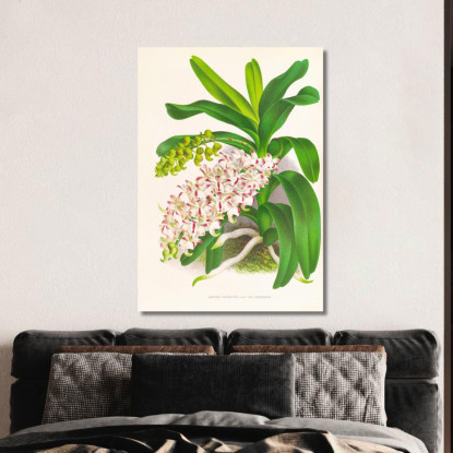 Illustrazioni Botaniche Aerides Odoratum Jean Jules Linden jjl5 quadro stampato su tela