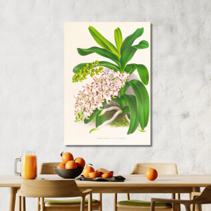 Illustrazioni Botaniche Aerides Odoratum Jean Jules Linden jjl5 quadro stampato su tela