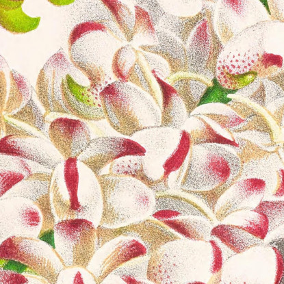 Illustrazioni Botaniche Aerides Odoratum Jean Jules Linden jjl5 quadro stampato su tela