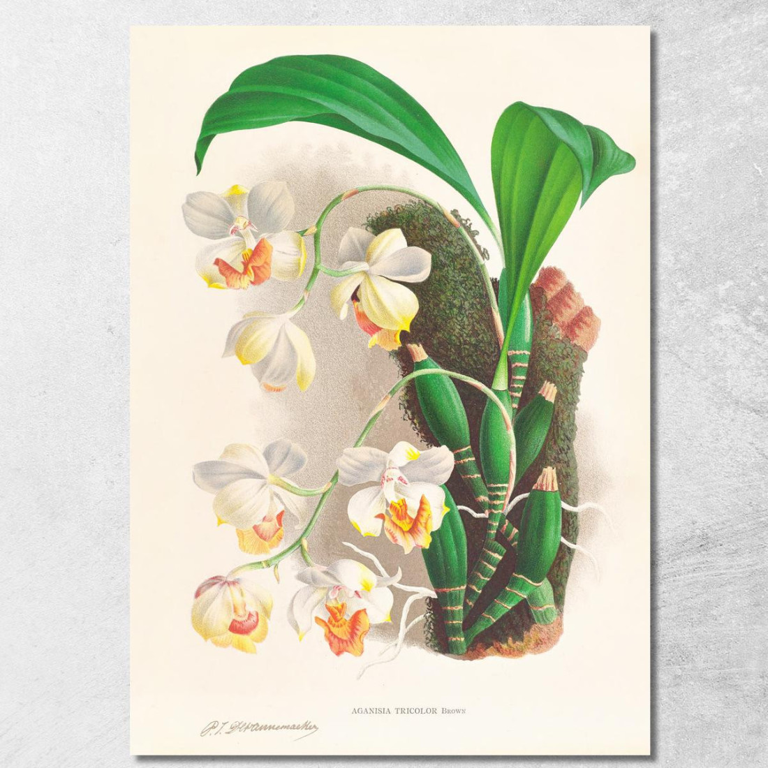 Illustrazioni Botaniche Aganisia Tricolor Jean Jules Linden jjl7 quadro stampato su tela Illustrazioni Botaniche Aganisia Tricolor Jean Jules Linden jjl7 quadro stampato su tela