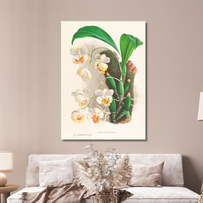 Illustrazioni Botaniche Aganisia Tricolor Jean Jules Linden jjl7 quadro stampato su tela