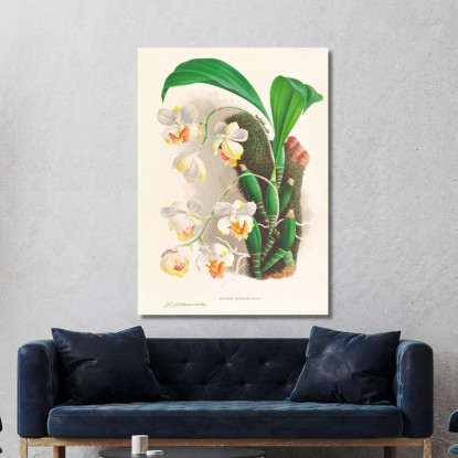 Illustrazioni Botaniche Aganisia Tricolor Jean Jules Linden jjl7 quadro stampato su tela