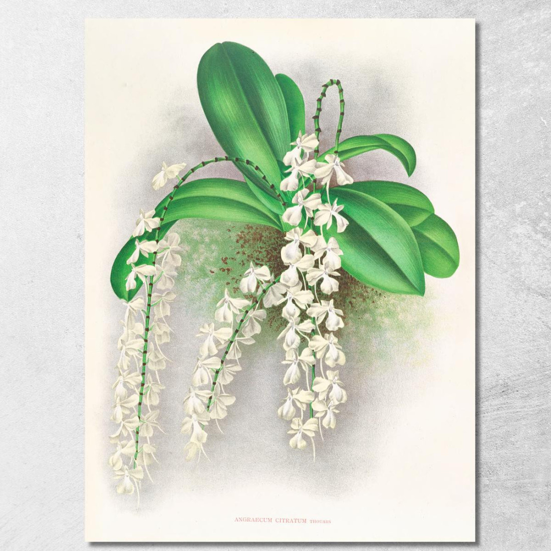 Illustrazioni Botaniche Angraecum Citratum Jean Jules Linden jjl8 quadro stampato su tela Illustrazioni Botaniche Angraecum Citratum Jean Jules Linden jjl8 quadro stampato su tela