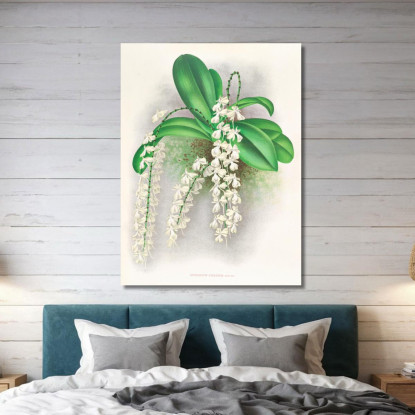 Illustrazioni Botaniche Angraecum Citratum Jean Jules Linden jjl8 quadro stampato su tela