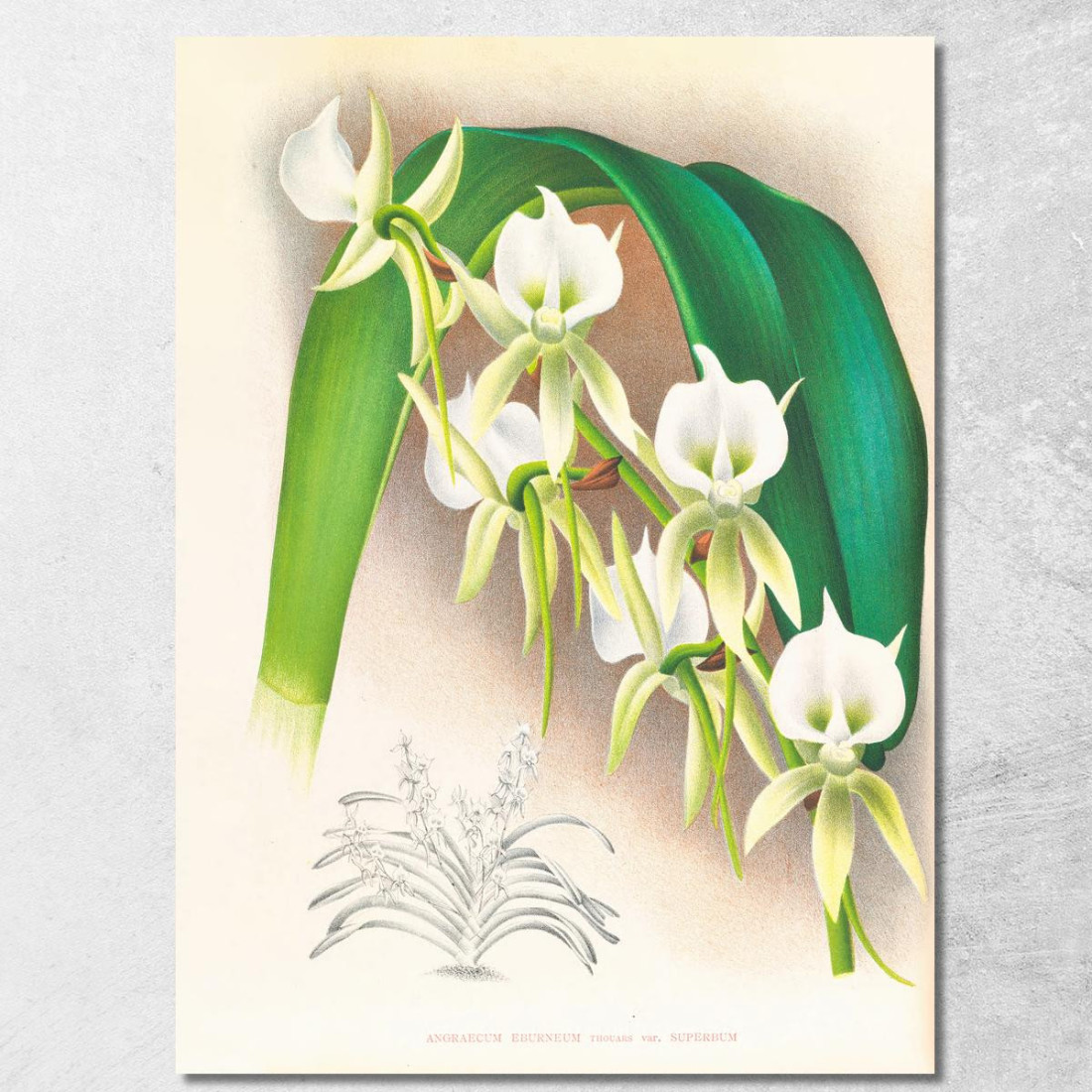 Illustrazioni Botaniche Angraecum Eburneum Var Superbum Jean Jules Linden jjl9 quadro stampato su tela Illustrazioni Botaniche Angraecum Eburneum Var Superbum Jean Jules Linden jjl9 quadro stampato su tela