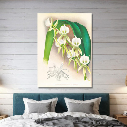 Illustrazioni Botaniche Angraecum Eburneum Var Superbum Jean Jules Linden jjl9 quadro stampato su tela