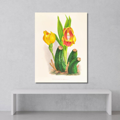 Illustrazioni Botaniche Anguloa Ruckeri Var Media Jean Jules Linden jjl11 quadro stampato su tela