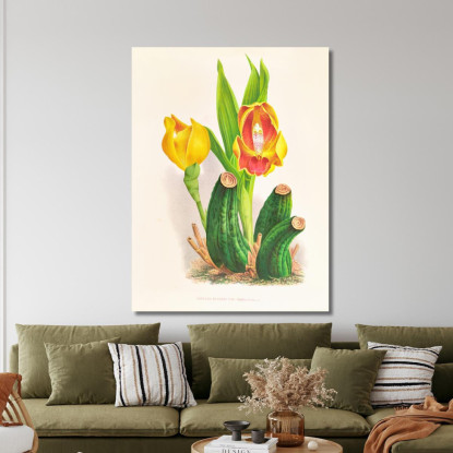 Illustrazioni Botaniche Anguloa Ruckeri Var Media Jean Jules Linden jjl11 quadro stampato su tela