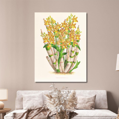 Illustrazioni Botaniche Ansellia Congoensis Jean Jules Linden jjl12 quadro stampato su tela