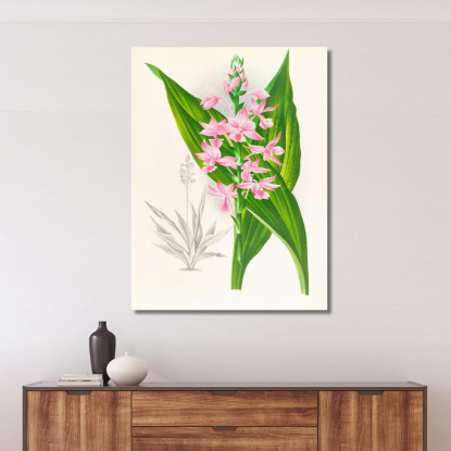 Illustrazioni Botaniche Calanthe Masuca Jean Jules Linden jjl17 quadro stampato su tela