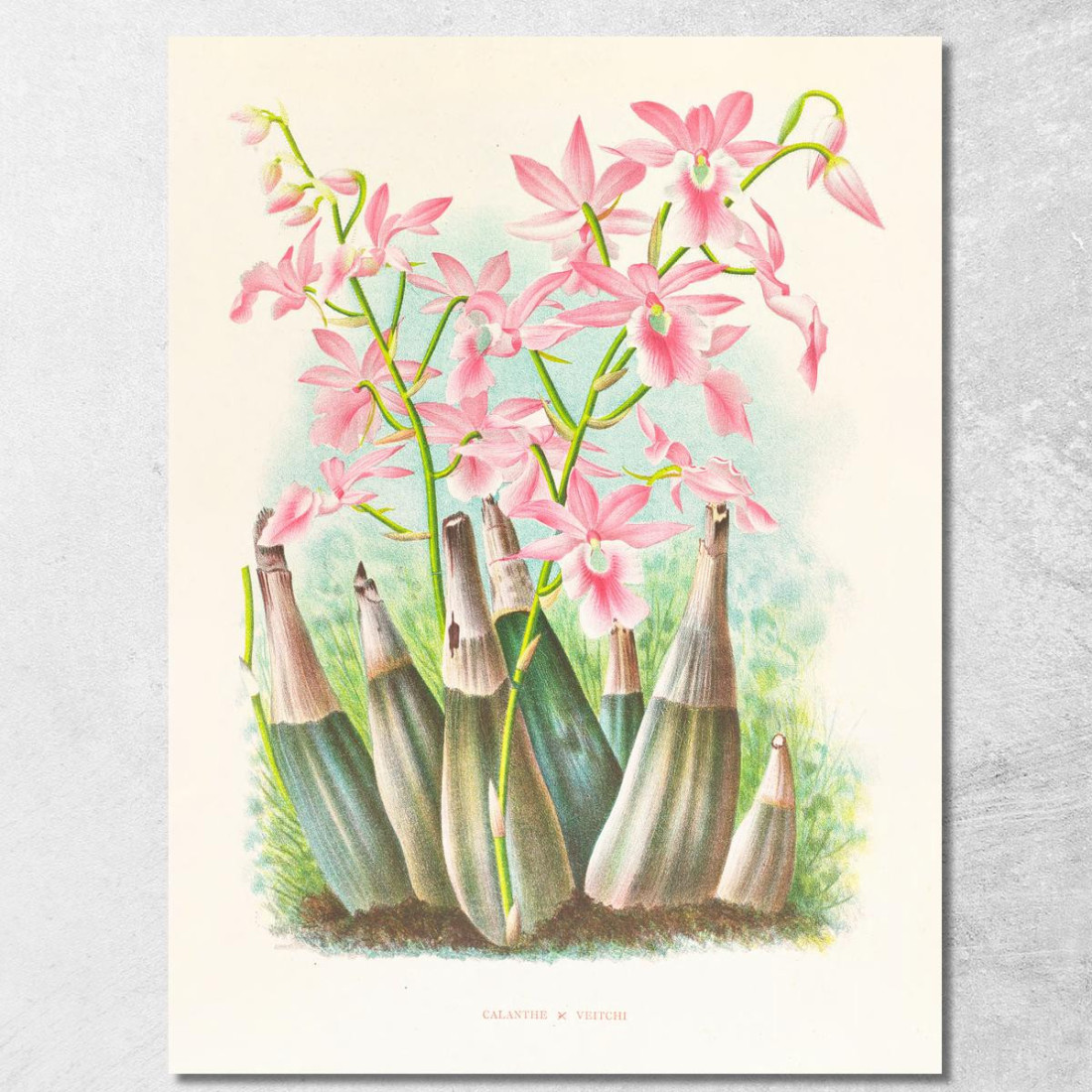Illustrazioni Botaniche Calanthe Veitchi Jean Jules Linden jjl19 quadro stampato su tela Illustrazioni Botaniche Calanthe Veitchi Jean Jules Linden jjl19 quadro stampato su tela